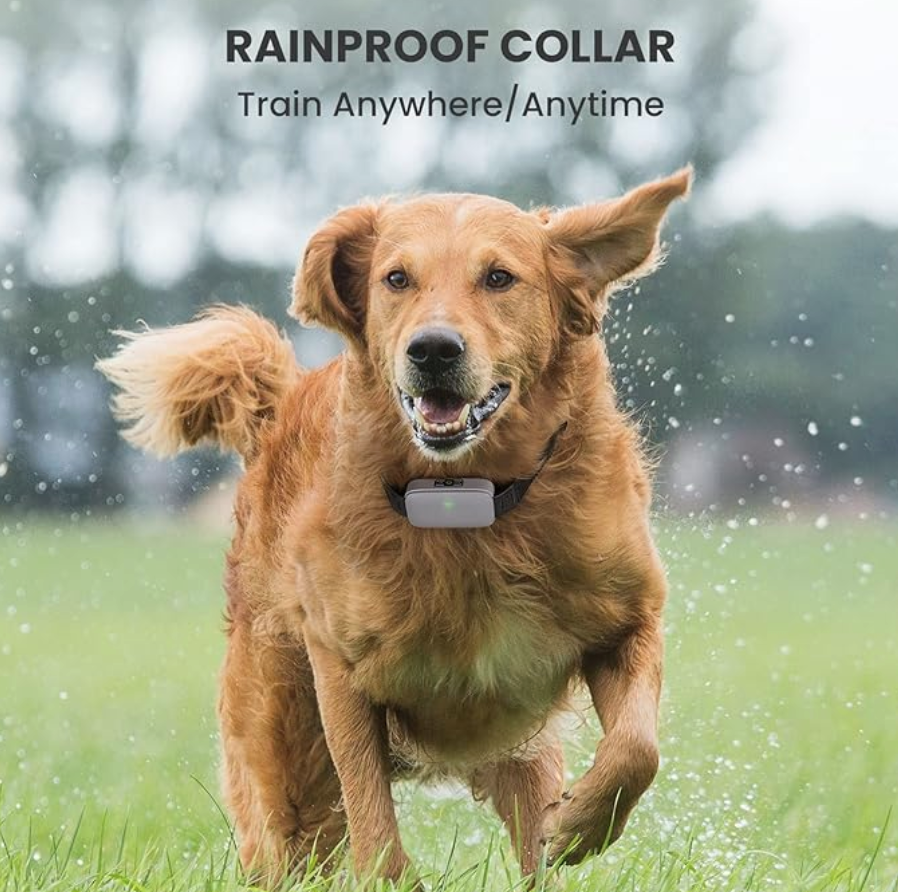 Outdoor Adventures with the DOG CARE Training&nbsp;Collar!